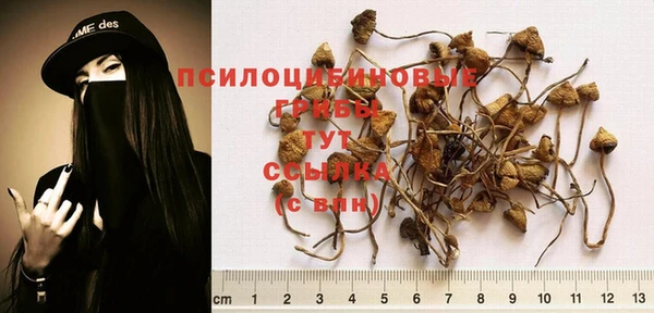 ПСИЛОЦИБИНОВЫЕ ГРИБЫ Дмитриев